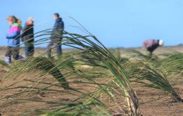Voluntarios trabajando en la plantación de las matas de tussac en zonas costeras