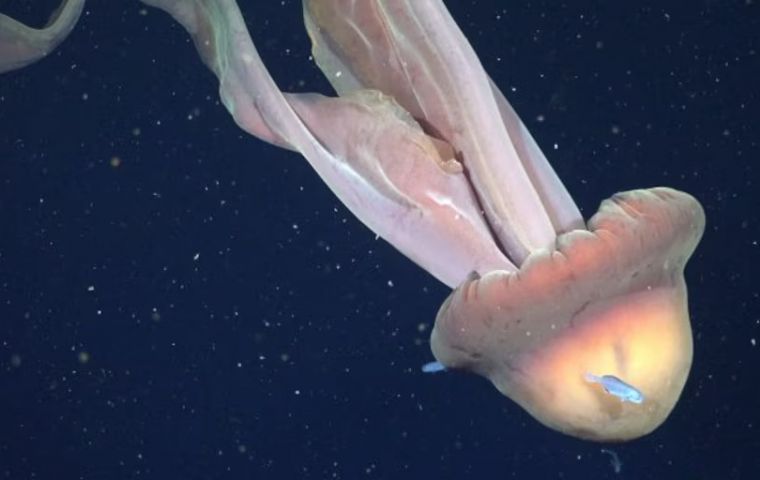 El equipo estim&oacute; una longitud cercana a 11 metros, una dimensi&oacute;n que se compara con la de un autob&uacute;s escolar