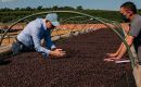 Los ingresos por las exportaciones del grano en el primer mes de 2026 sumaron US$ 1.175 millones, un 11,7% menos interanual, de acuerdo con Cecaf&eacute;