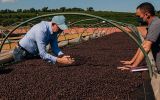 Los ingresos por las exportaciones del grano en el primer mes de 2026 sumaron US$ 1.175 millones, un 11,7% menos interanual, de acuerdo con Cecaf&eacute;
