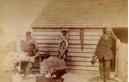 Caneada de ovejas y esquila en galpones a principios del siglo pasado<br />
