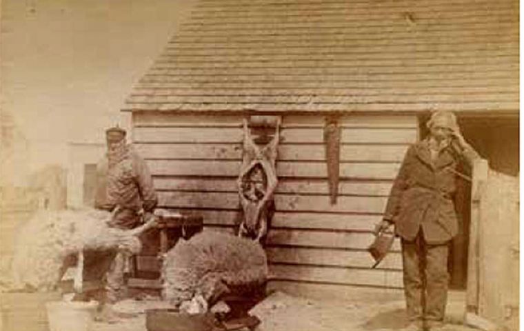 Caneada de ovejas y esquila en galpones a principios del siglo pasado
