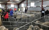 Vista de un d&iacute;a de remate de carneros y de fiesta en el centro gen&eacute;tico de Saladero (Foto FI Wool Co)
