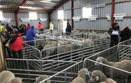 Vista de un día de remate de carneros y de fiesta en el centro genético de Saladero (Foto FI Wool Co)