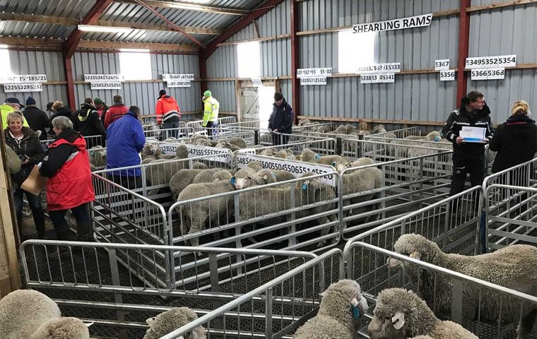 Vista de un d&iacute;a de remate de carneros y de fiesta en el centro gen&eacute;tico de Saladero (Foto FI Wool Co)