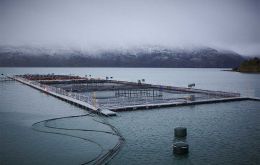 La cr&iacute;a de salmones a gran escala est&aacute; muy extendida en Chile, y sus aspectos positivos y negativos han sido motivo de gran pol&eacute;mica en las Falklands