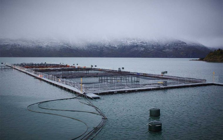 La cr&iacute;a de salmones a gran escala est&aacute; muy extendida en Chile, y sus aspectos positivos y negativos han sido motivo de gran pol&eacute;mica en las Falklands