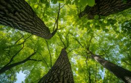 Ambos pa&iacute;ses suscribieron en mayo de 2025 un acuerdo de cooperaci&oacute;n bajo el Art&iacute;culo 6 del Acuerdo de Par&iacute;s, que establece un marco bilateral para la transferencia de cr&eacute;ditos de carbono