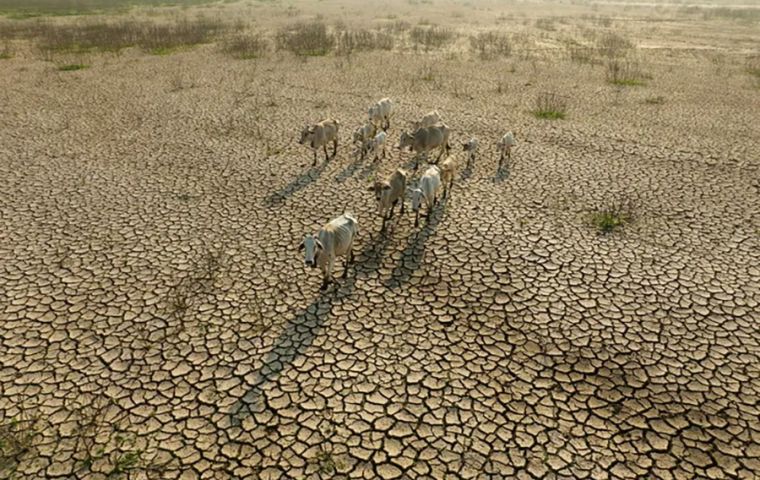 Los efectos sobre los sistemas productivos son transversales. El ganado sufre fallos digestivos y cardiovasculares, con una reducci&oacute;n significativa en la producci&oacute;n de leche y su contenido proteico