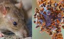 El hantavirus presenta una capacidad de mutaci&oacute;n reducida en comparaci&oacute;n con otros pat&oacute;genos como la gripe o el coronavirus