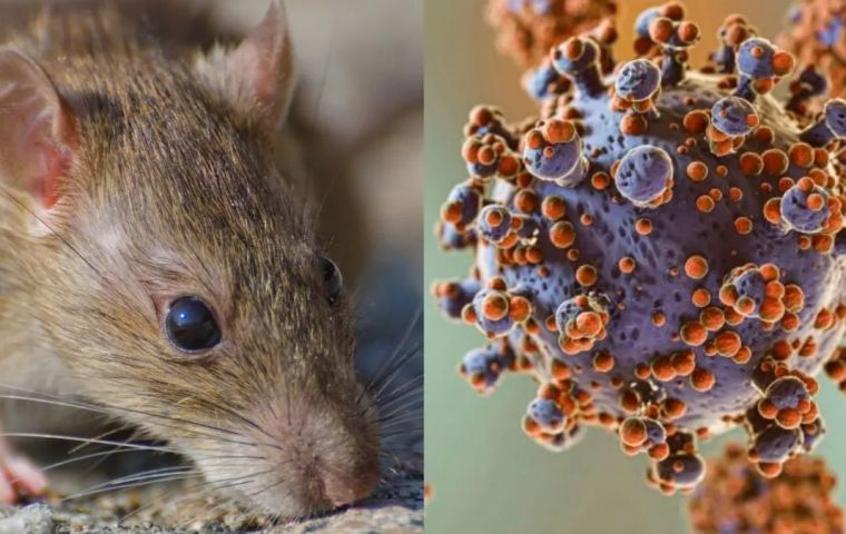 El hantavirus presenta una capacidad de mutaci&oacute;n reducida en comparaci&oacute;n con otros pat&oacute;genos como la gripe o el coronavirus