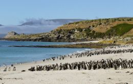 Entre las líneas de trabajo figura el primer censo de pingüino de penacho amarillo del sur en más de quince años, que se realizará mediante drones e inteligencia artificial