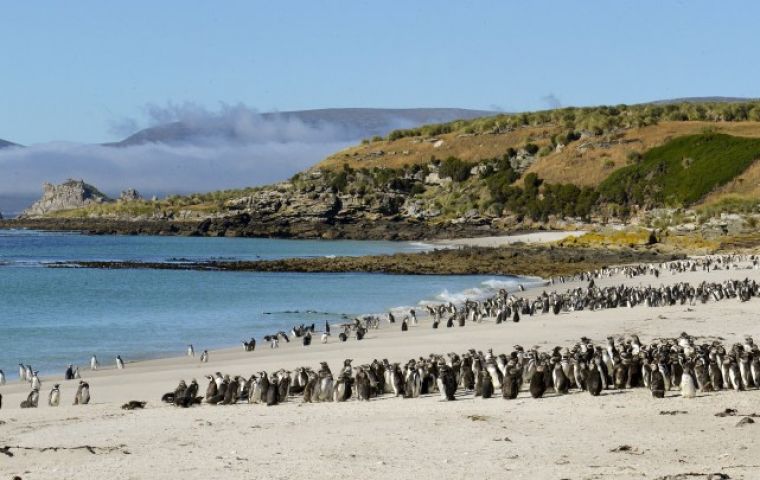 Entre las l&iacute;neas de trabajo figura el primer censo de ping&uuml;ino de penacho amarillo del sur en m&aacute;s de quince a&ntilde;os, que se realizar&aacute; mediante drones e inteligencia artificial