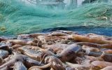 Las adjudicaciones para la licencia G se incrementar&aacute;n de 10,14 a 10,65 UVs ante todo por una mayor Captura Permisible Total del calamar Illex.