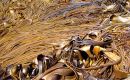 Los espesos montes de kelp en las aguas que rodean el archipi&eacute;lago