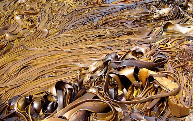 Los espesos montes de kelp en las aguas que rodean el archipi&eacute;lago