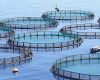 Falklands, octubre complicado: al acoso argentino se suma polémica por cría comercial de salmones