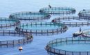 La consulta popular planteara varias opciones que van desde la negativa lisa y llana a la cr&iacute;a comercial de salmones hasta su autorizaci&oacute;n bajo ciertas condiciones estrictas