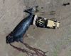 Una mortandad inusual de ballenas francas en la Patagonia argentina alerta a los científicos