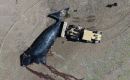 Ni los investigadores ni el Gobierno provincial dar&aacute;n una cifra oficial hasta que termine la temporada; de forma extraoficial se habla de m&aacute;s de 300 ballenas muertas