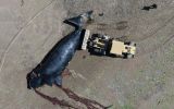 Ni los investigadores ni el Gobierno provincial dar&aacute;n una cifra oficial hasta que termine la temporada; de forma extraoficial se habla de m&aacute;s de 300 ballenas muertas