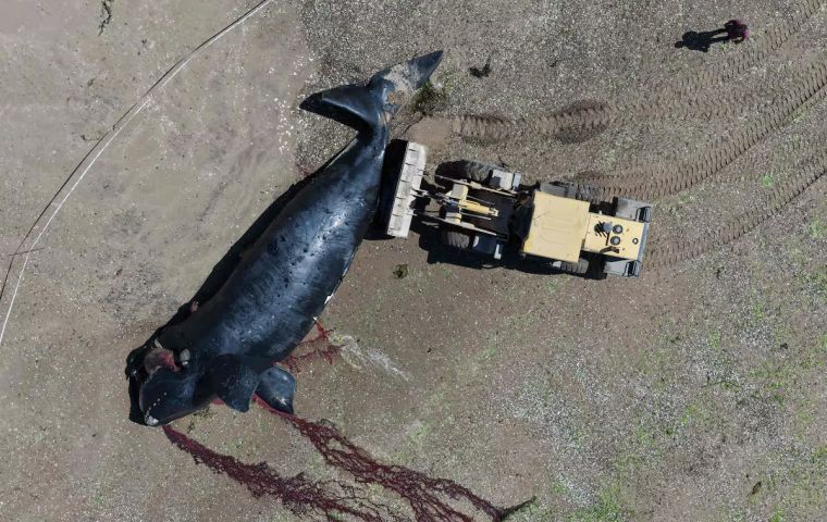 Ni los investigadores ni el Gobierno provincial dar&aacute;n una cifra oficial hasta que termine la temporada; de forma extraoficial se habla de m&aacute;s de 300 ballenas muertas