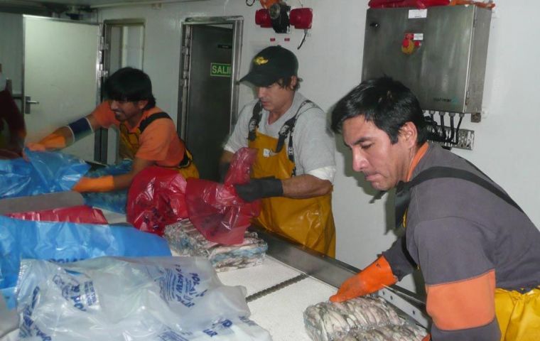 Tripulantes abordo del New Polar estiban la captura del calamar Loligo