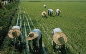 China con 7% de las tierras cultivables y 6% de los recursos hídricos del mundo debe alimentar a 22% de la población mundial