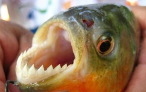 Las palometas son peces carnívoros, de dientes afilados y muy agresivos que llegan a medir 13 centímetros 