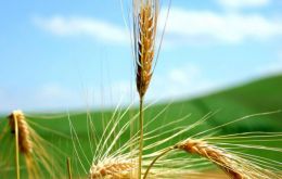 La cosecha 2013/14 de trigo se estima en 9.2 millones de toneladas 