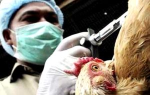 ”El virus H10N8 ha seguido circulando y puede infectar a más humanos en el futuro”