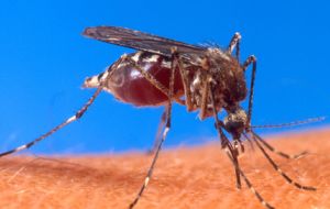 Empero algunos científicos temen que eliminación del Aedes aegypti, genere el surgimiento de mosquitos más agresivos.
