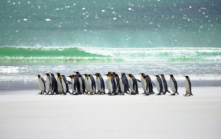El fuerte sentimiento anti-argentino y las colonias de pingüinos llaman la atención de los enviados mexicanos 