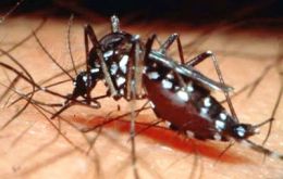 El dengue transmitido por el mosquito  Aedes Aegypti se sigue extendiendo en países miembros del Mercosur, a excepción de Uruguay  
