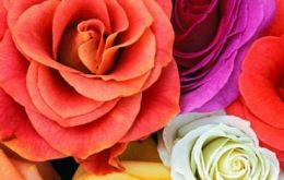 Las rosas ecuatorianas, consideradas entre las mejores del mundo