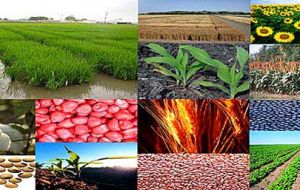 La región contribuye cerca del 11% del valor de producción mundial de alimentos y cuenta con 24% de la tierra cultivable