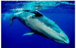 La ballena jorobada visita la costa de los estados de Bahía y Espíritu Santo entre los meses de junio y noviembre