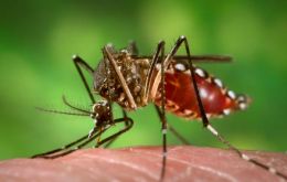 Dengue es endémico en Brasil y las lluvias facilitan la propagación del mosquito Aedes aegypti, transmisor de la enfermedad