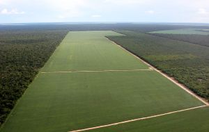 Mayoría de compradores de soja de Amazonía se unió para adquirir el grano sólo de tierras taladas antes de 2006 