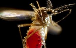 El chikungunya se transmite mediante la picadura de mosquitos aedes aegypti y aedes albopictus, ambas especies presentes en la isla