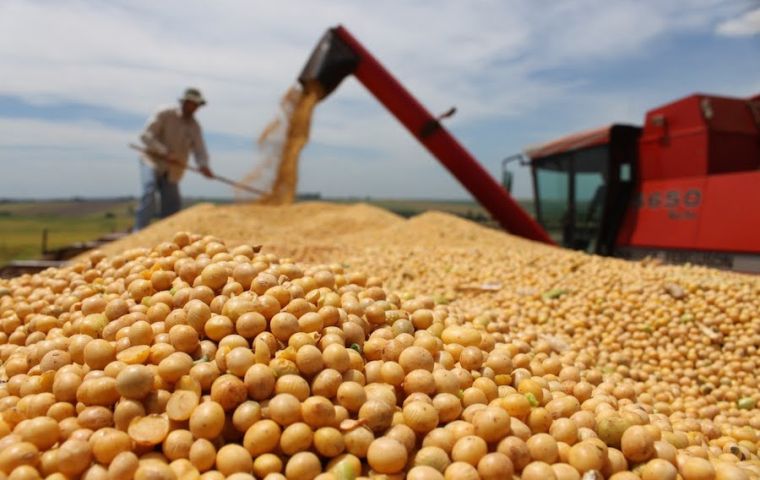 Según la Bolsa de Cereales de Buenos Aires la soja suma 55.5 millones de toneladas