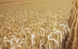El año pasado las ventas de trigo y cebada jugaron un papel preponderante en el aumento de las ventas 
