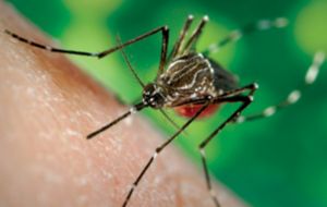 También llamado el virus del dolor, el chikungunya es trasmitido por los mismos mosquitos que actúan con el dengue 