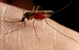 La fiebre chikungunya es causada por el virus CHIKV, transmitida mediante la picadura de mosquitos Aedes aegypti y Aedes albopictus.