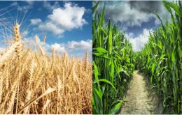Las caídas más pronunciadas son maíz, un 63 % menos y el trigo, que acusó una caída interanual del 57 %