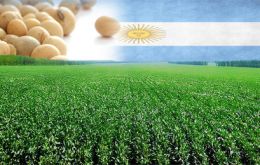 USDA también mantuvo sus estimaciones para las cosechas de maíz y trigo de Argentina de la misma temporada, en 26 y 12,5 millones de toneladas