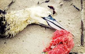 “Un joven albatros fue encontrado muerto con el estómago lleno de plástico porque los padres están confundiendo comida con tapas de botellas” 
