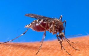 La fiebre chikunguña se transmite únicamente por la picada del mosquito aedes aegypti, también portador del dengue, y no por contacto físico con los enfermos.