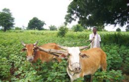 India tiene un programa de subsidios que ayuda a pequeños agricultores y revende productos a precios ajustados al poder adquisitivo de los más pobres