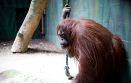La orangutana Sandra consiguió el habeas corpus que se le había negado al chimpacé Toti.